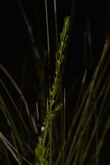 Cyanothamnus ramosus anethifolia