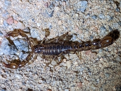 Superstitionia donensis