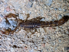 Superstitionia donensis