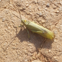 Phymateus viridipes