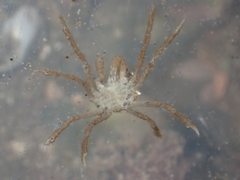 Pyromaia tuberculata