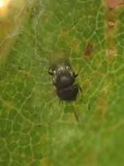 Trissolcus