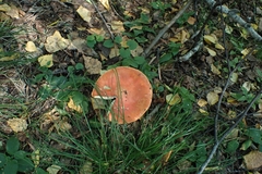 Russula sanguinea