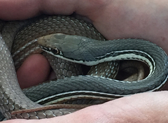 Masticophis bilineatus