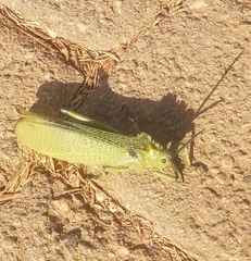 Phymateus viridipes
