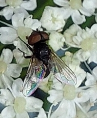 Phasia