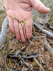 Caladenia verrucosa
