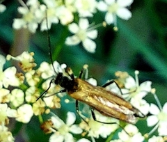 Oedemera femorata