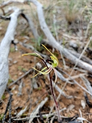 Caladenia verrucosa