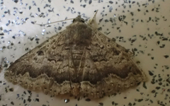 Eudesmeola lawsoni