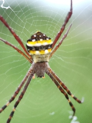 Argiope anasuja