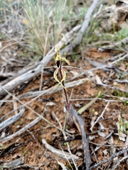 Caladenia verrucosa