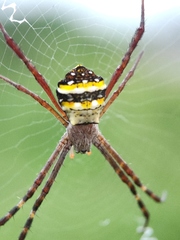 Argiope anasuja