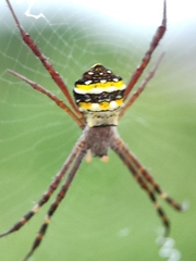 Argiope anasuja