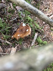 Russula integra