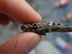 Oedaleus decorus