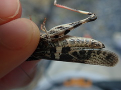 Oedaleus decorus