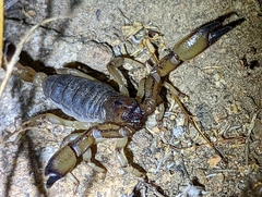 Anuroctonus pococki