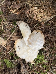 Russula integra