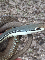 Masticophis bilineatus