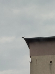 Streptopelia decaocto