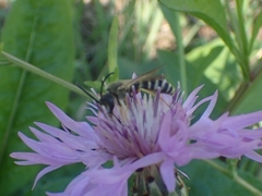 Halictus scabiosae
