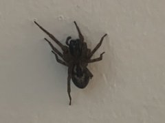 Amaurobius