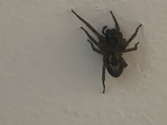 Amaurobius