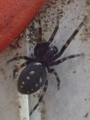 Nurscia albomaculata