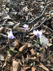 Cyclamen hederifolium