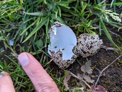 Vanellus miles novaehollandiae
