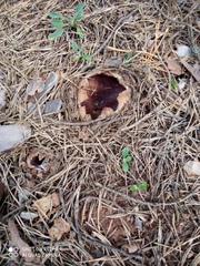 Sarcosphaera coronaria