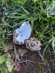 Vanellus miles novaehollandiae