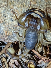 Anuroctonus pococki
