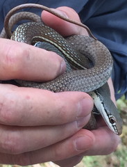 Masticophis bilineatus