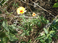 Calendula officinalis