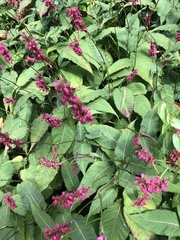 Bistorta amplexicaulis