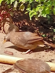 Argya striata