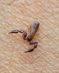Pseudoscorpiones