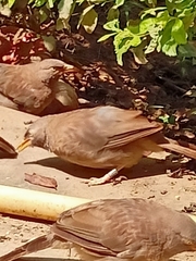 Argya striata
