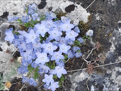 Campanula fragilis cavolinii