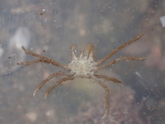 Pyromaia tuberculata