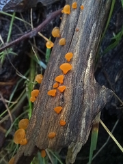 Dacrymycetaceae
