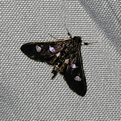 Desmia funeralis
