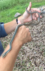 Masticophis bilineatus