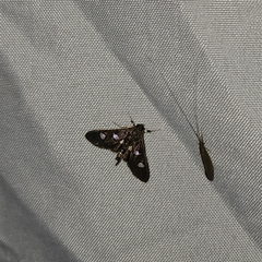 Desmia funeralis