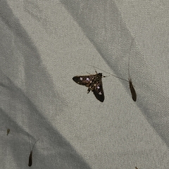 Desmia funeralis