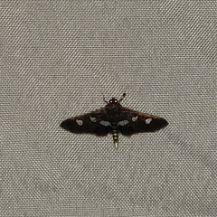 Desmia funeralis