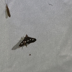 Desmia funeralis