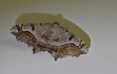 Chiasmia gratularia